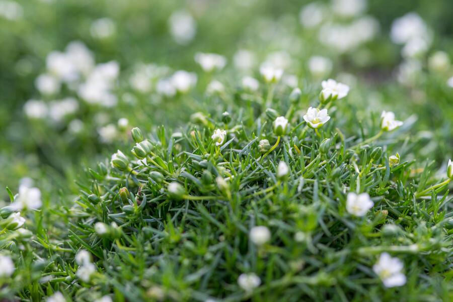 Sagina subulata Irisches Moos – Bodendecker Set Ø9cm – Immergrün & trittfest – Pfriemen Mastkraut für Fugen, Steingarten & Rasenersatz – Plant