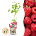 Himbeere Rubus idaeus Ottawa winterhart Ø9cm Höhe 30cm – Rote Himbeere für Garten Beet Balkon & Terrasse – Süß & ertragreich