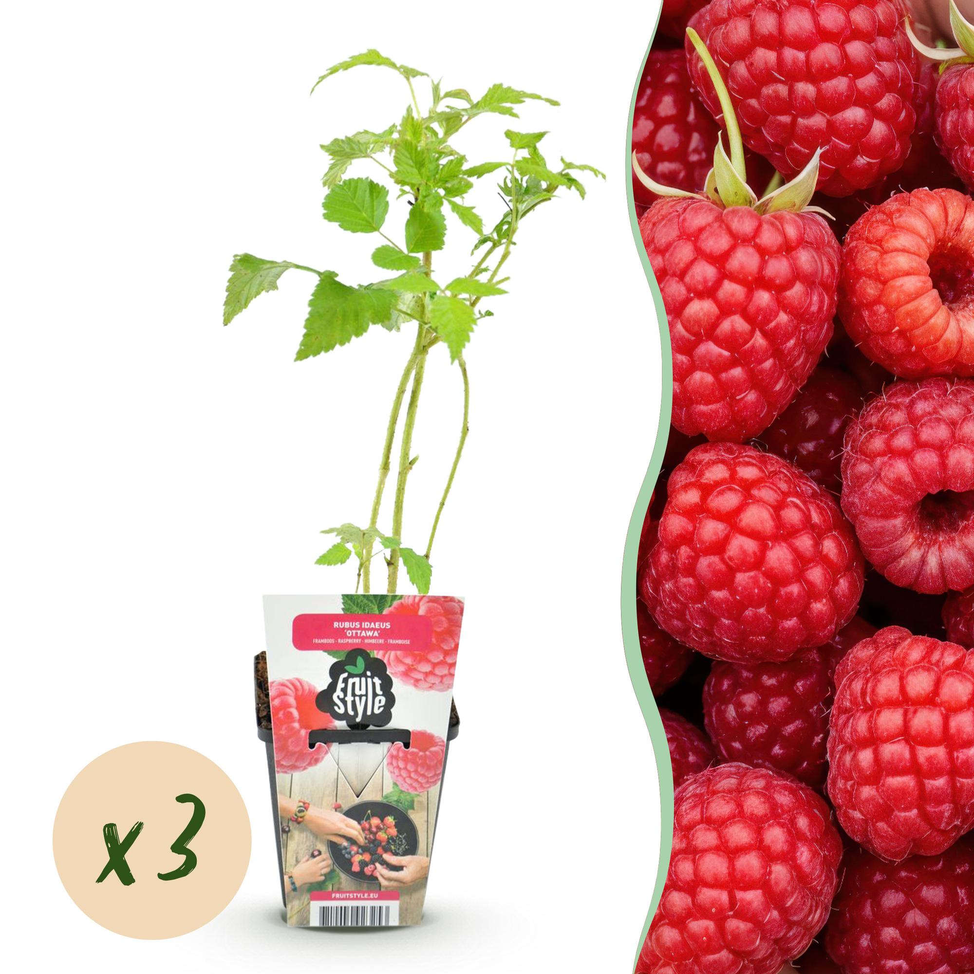 Himbeere Rubus idaeus Ottawa winterhart Ø9cm Höhe 30cm – Rote Himbeere für Garten Beet Balkon & Terrasse – Süß & ertragreich