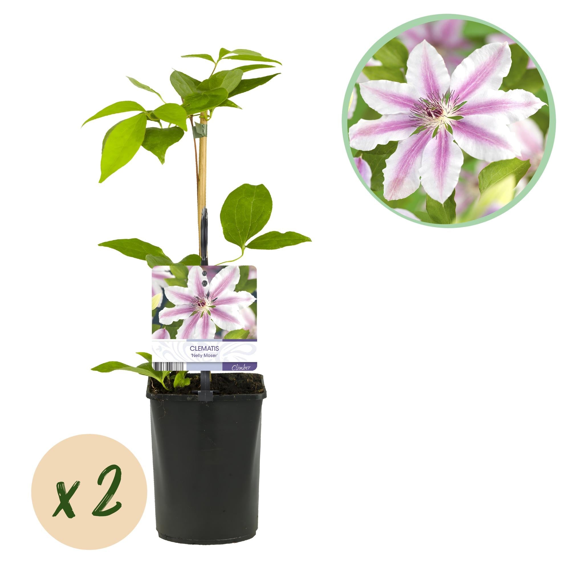 Kletterpflanze Clematis Nelly Moser – Rosa Blüten – Wenig Pflege – 2 Pflanzen – 11cm Höhe 40cm – Für Garten, Balkon & Pergolen – Plant