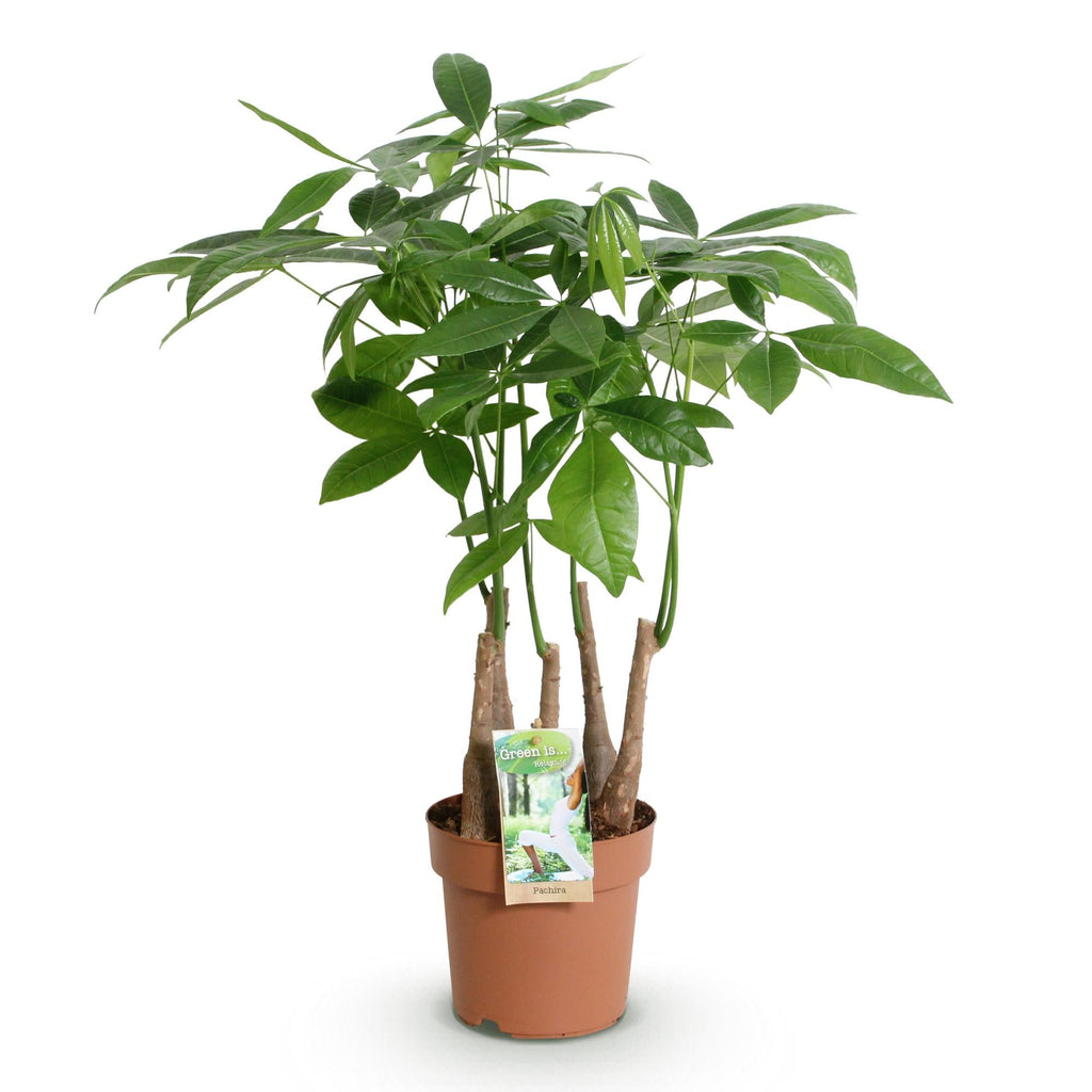 Pachira Aquatica Mehrstamm – 50-55cm – 17cm – Pflegeleichter Geldbaum – Grüne Zimmerpflanze für Wohnzimmer, Büro & Schlafzimmer – Plant