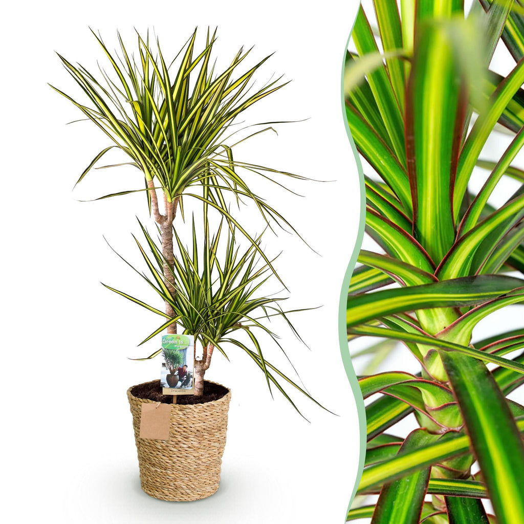 Dracaena Sunray – 90-100cm – 21cm inkl. Naturkorb – Pflegeleichter Drachenbaum – Grün – Gelbes Blattwerk – Plant