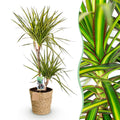 Dracaena Sunray – 90-100cm – 21cm inkl. Naturkorb – Pflegeleichter Drachenbaum – Grün – Gelbes Blattwerk – Plant
