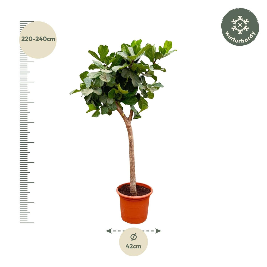 Ficus Lyrata Baum XXL 230cm – Geigenfeige Zimmerpflanze extra groß – Ø40-45cm – große glänzende Blätter – ideal für Wohnzimmer & Büro – Plant