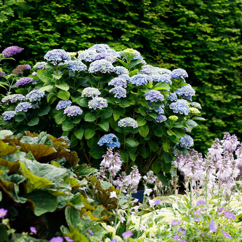 Hortensie Magical Revolution Blue – Blau – 2 Pflanzen – Hydrangea macrophylla – 23cm – Ca. 55cm hoch – 6-10 Blüten – Für Beet, Balkon & Terrasse – Plant