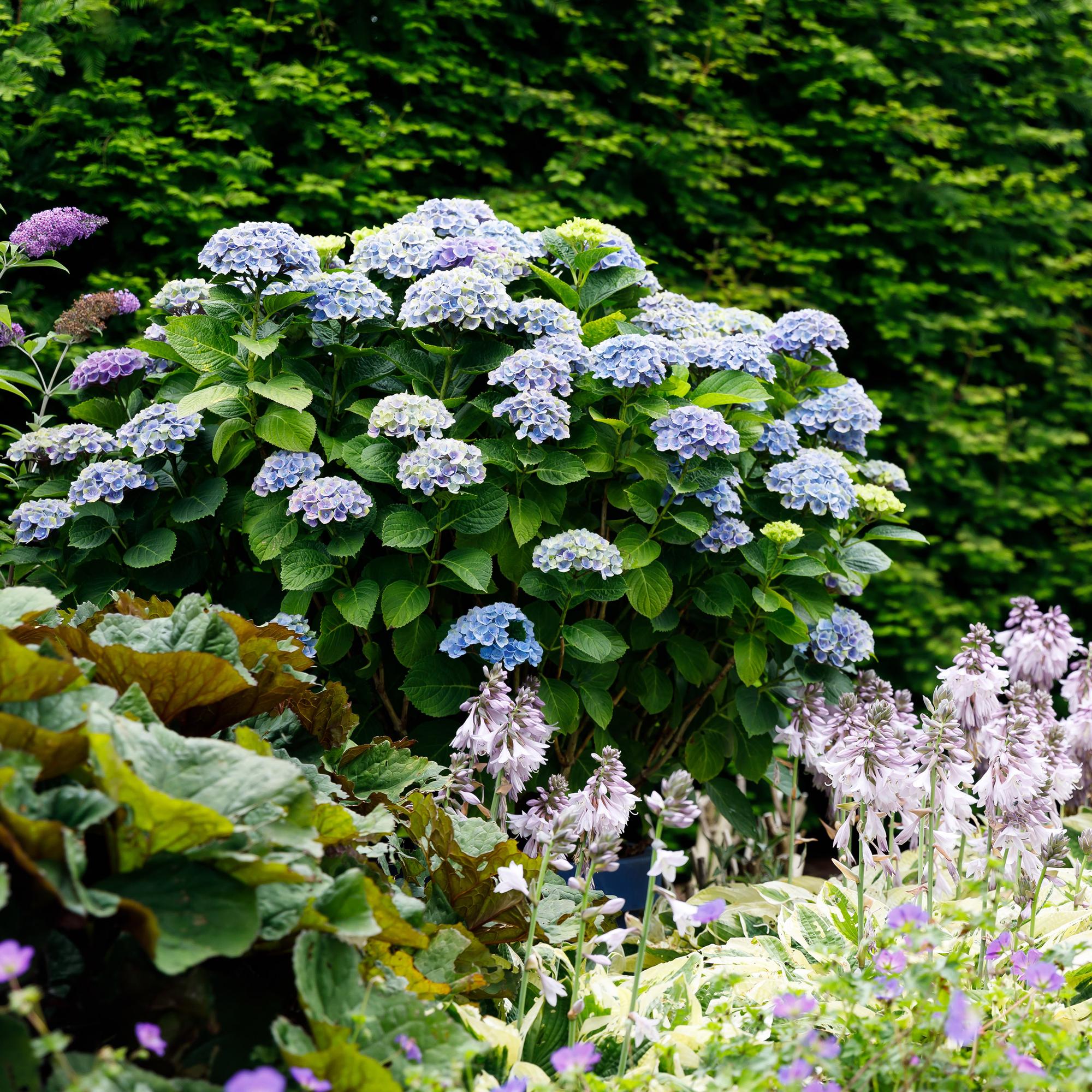 Hortensie Magical Revolution Blue – Blau – 2 Pflanzen – Hydrangea macrophylla – 23cm – Ca. 55cm hoch – 6-10 Blüten – Für Beet, Balkon & Terrasse – Plant