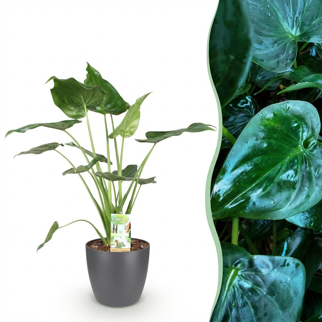 Alocasia Cucullata Buddha – Hand Zimmerpflanze mit grauem Topf Ø21cm Höhe 65-70cm Pflegeleichte exotische Grünpflanze für Wohnzimmer Büro Schlafzimmer