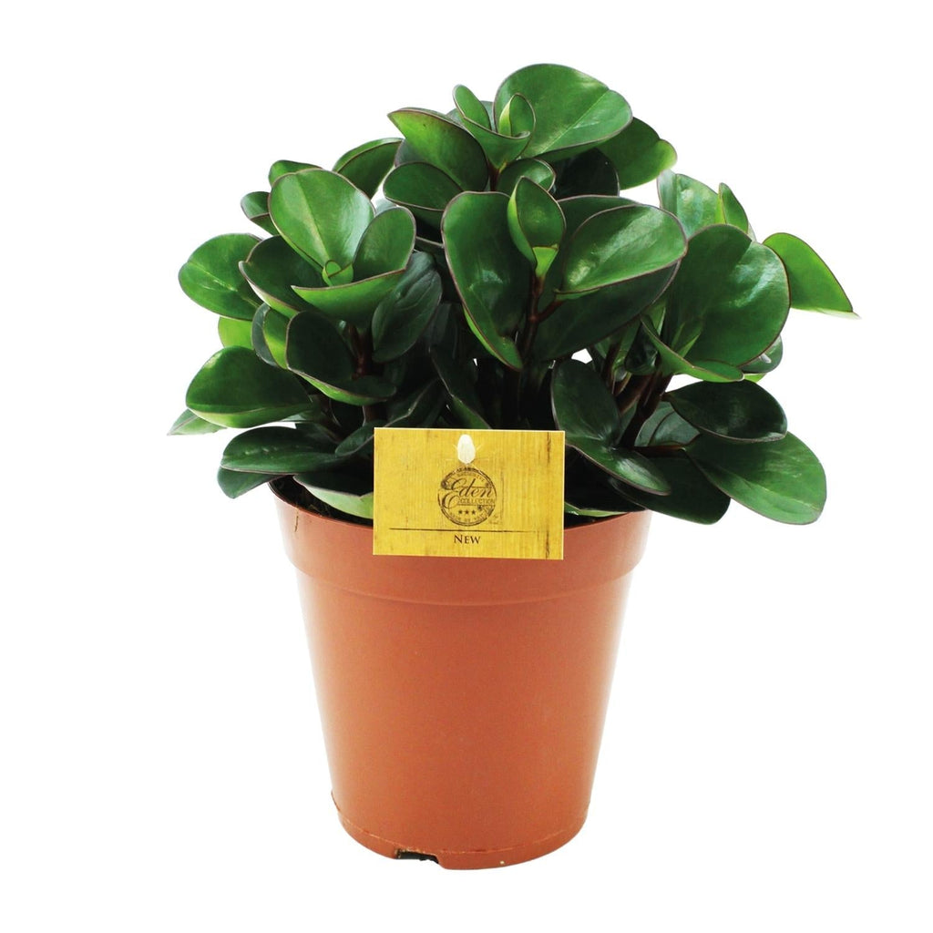 Peperomia Burning Bush – Zwergpfeffer Zimmerpflanze – Ø15cm – ca. 25cm hoch – Kompakte & pflegeleichte Blattschmuckpflanze – Plant