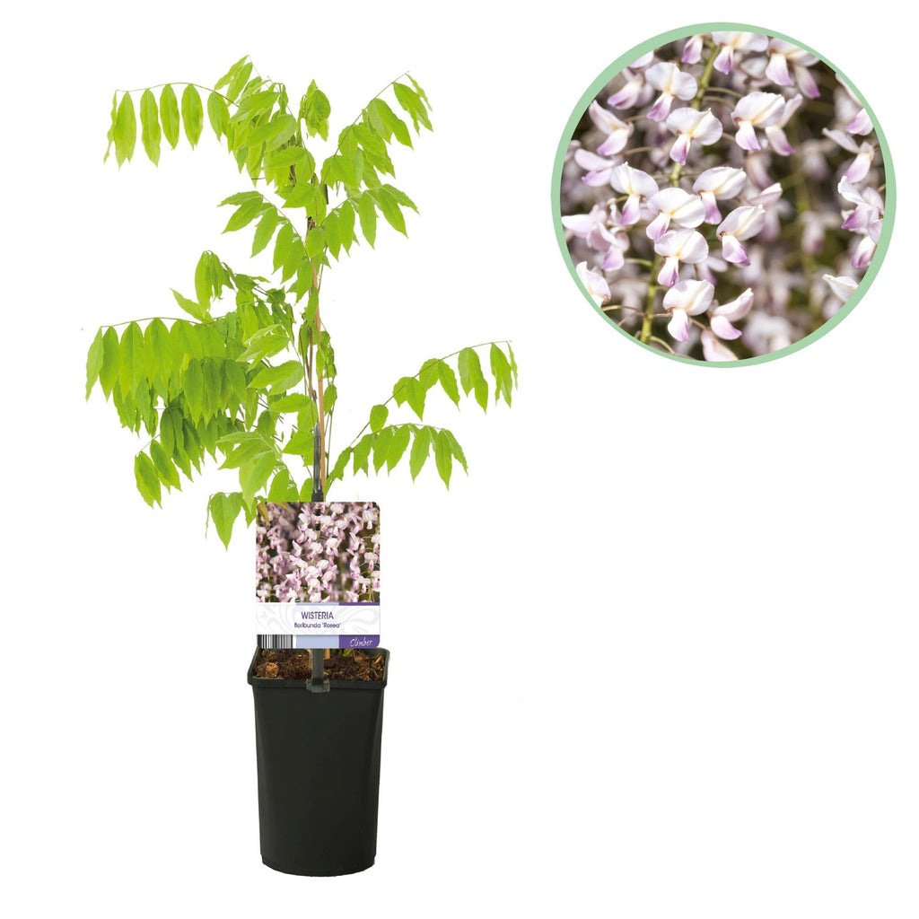 Kletterpflanze Wisteria floribunda Rosea – Rosa Blütentrauben – Frühling – 11cm x H40cm – Pflegeleicht – Für Garten, Pergola & Zaun – Plant