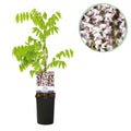 Kletterpflanze Wisteria floribunda Rosea – Rosa Blütentrauben – Frühling – 11cm x H40cm – Pflegeleicht – Für Garten, Pergola & Zaun – Plant