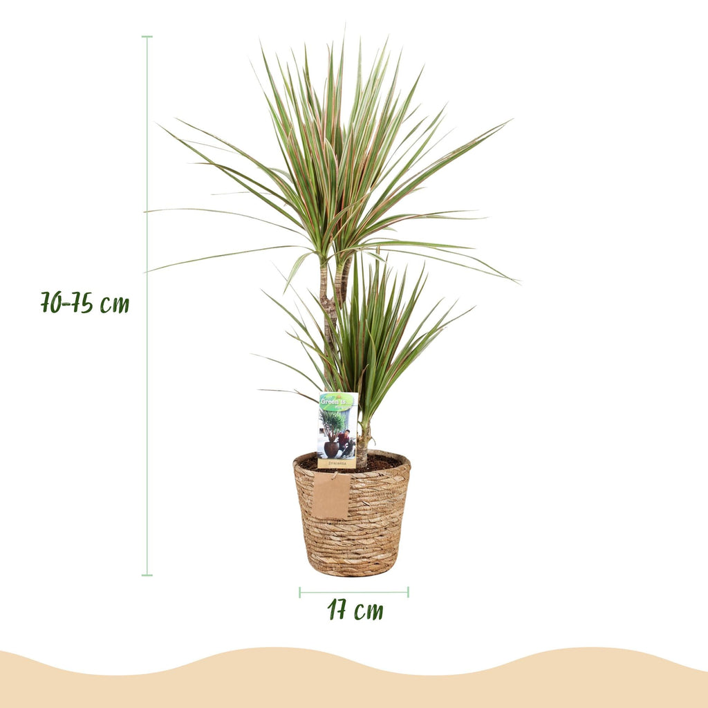 Dracaena Marginata Bicolor – 70-75cm – 17cm inkl. Naturkorb – Pflegeleichter Drachenbaum – Grün – Braunes zweifarbiges Blattwerk – & Arbeitsräume – Plant