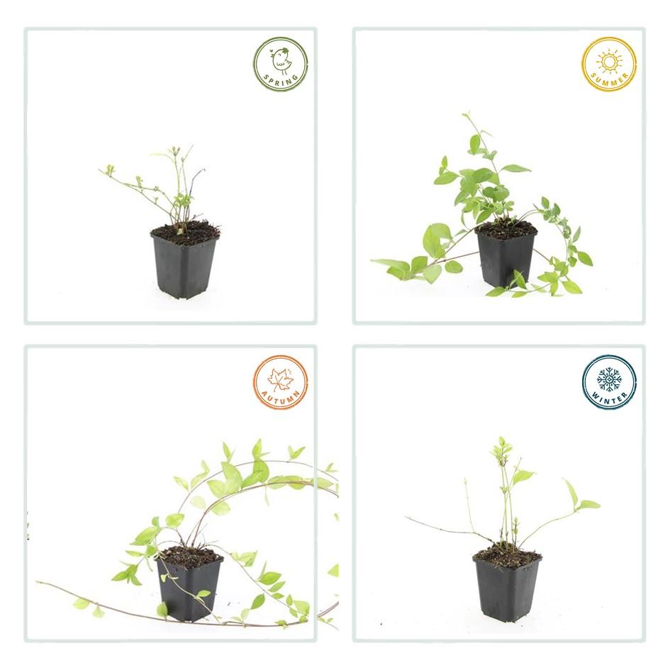 Großblättriges Immergrün Vinca major 'Alba' – Bodendecker – Ø9cm – ↕10-25cm – Weiße Blüten – pflegeleicht – Plant