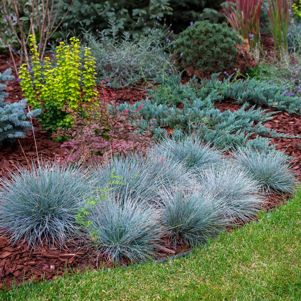 Ziergras Blauschwingel Festuca glauca Intense Blue – Immergrün & winterhart – Höhe ca. 50cm – 17cm – Trockenheitsresistent für Beet & Kübel – Plant
