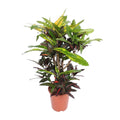 Wunderstrauch – Codiaeum Mango Croton – Zimmerpflanze – Ø27cm – ↕110cm – Farbstarkes Laub in Gelb, Rot & Grün – Plant