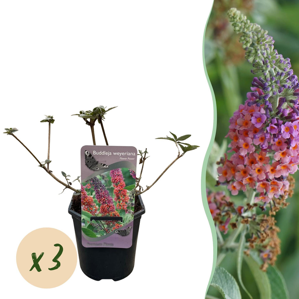 Schmetterlingsbusch Buddleja davidii Flower Power – Orange – Lila Blüten – 3 Pflanzen – 1m² – Schmetterlingsfreundlich – 17cm Höhe 30cm – Plant