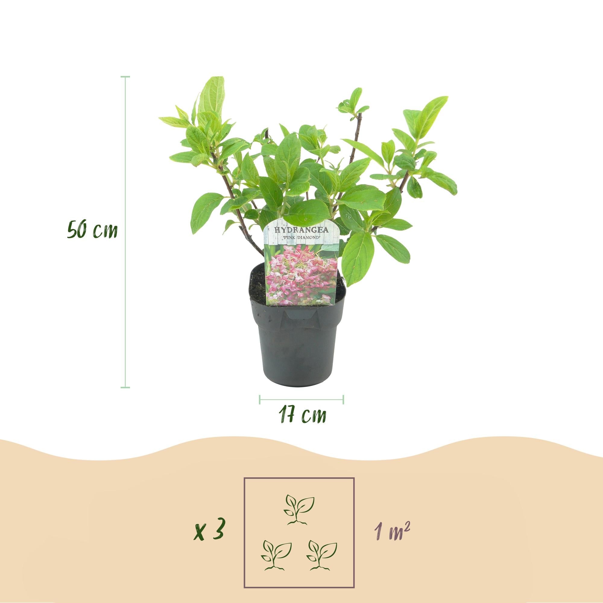 Rispenhortensie – Hydrangea panniculata Pink Diamond – Blüte Weiß – Rosa – Laubabwerfend – Große Blüten – 17cm – Höhe ca. 50cm – Plant