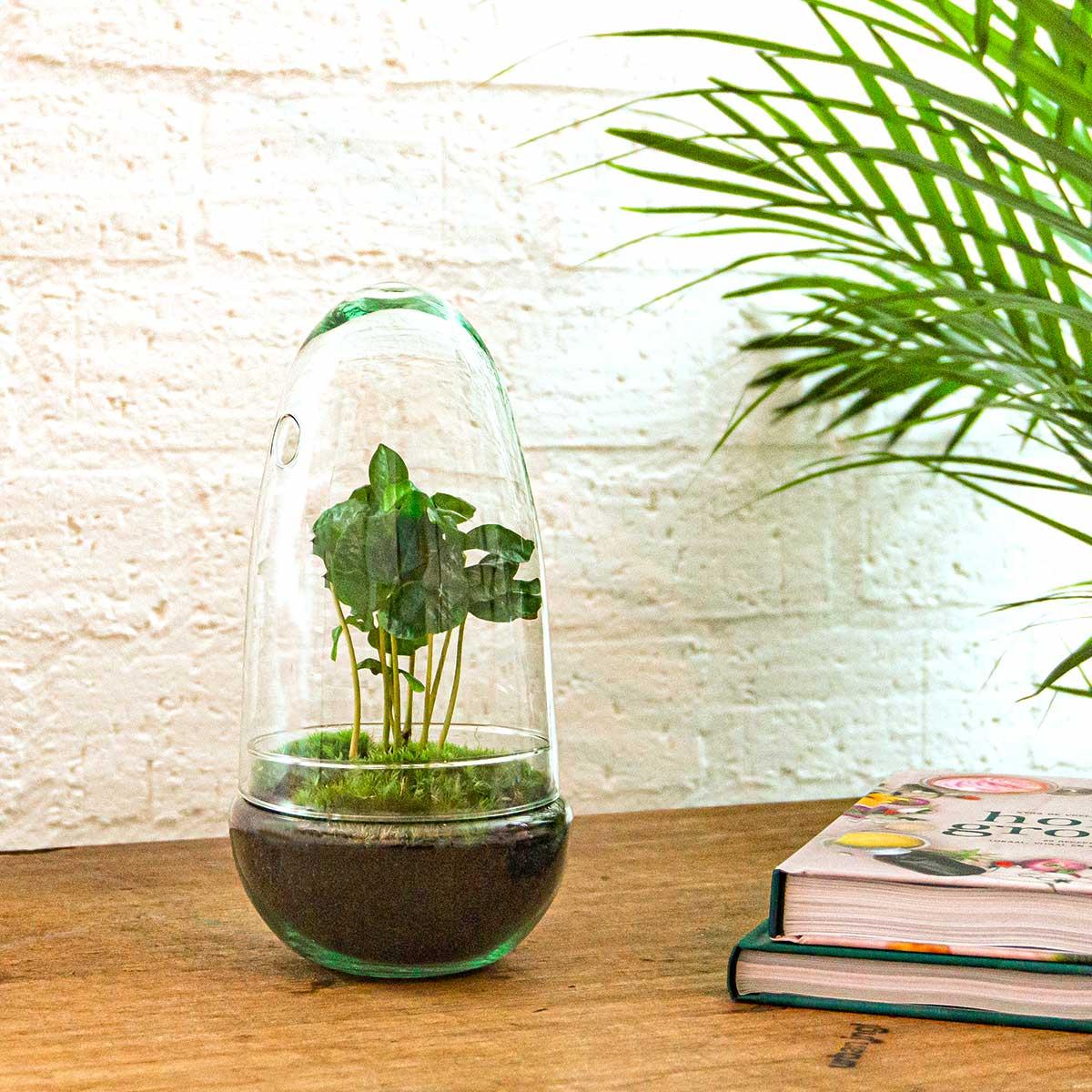 Flaschengarten Egg Coffea Arabica – DIY Pflanzen – Terrarium – Höhe 25cm – Selbstversorgendes Mini – Ökosystem – Inkl. Moos, Erde & Pflanze – Plant