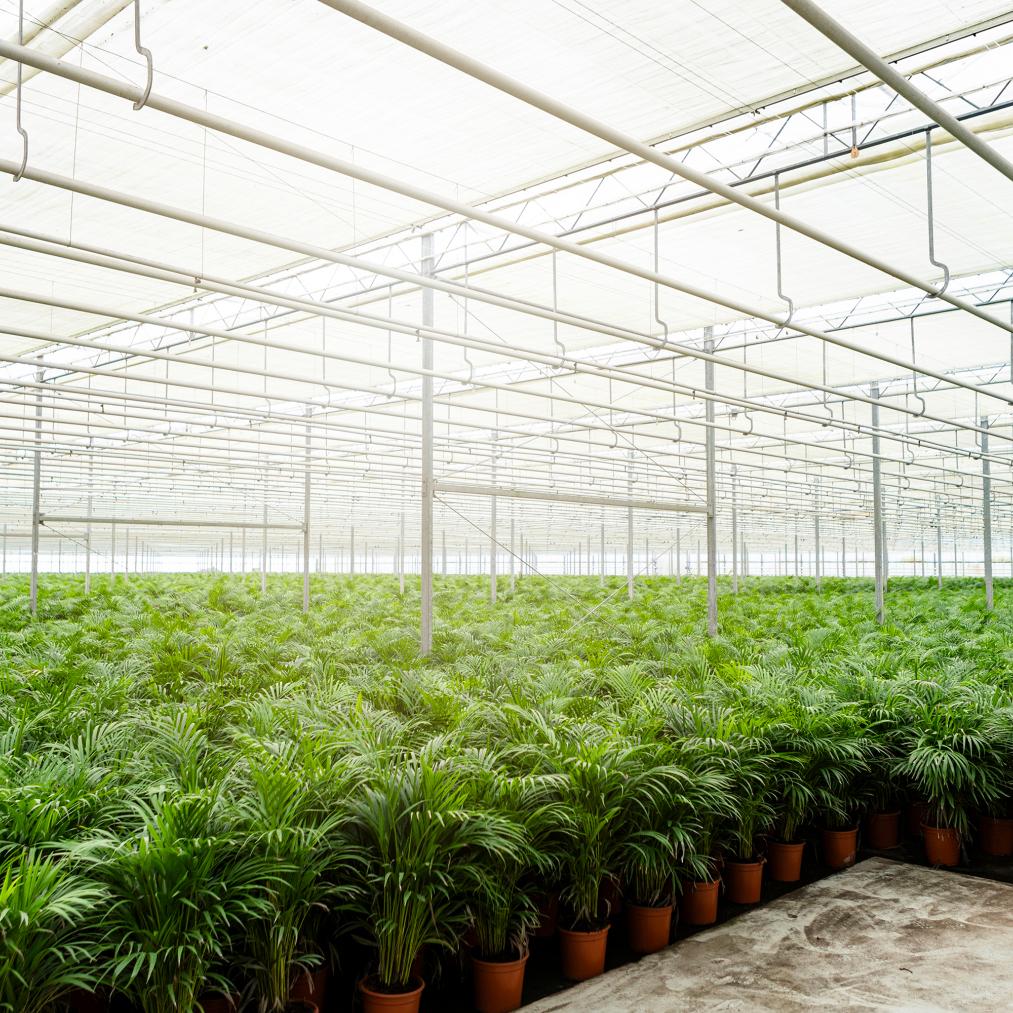 Goldfruchtpalme Areca – Zimmerpflanze Ø21cm – 110cm hoch – Luftreinigende tropische Palme für gesundes Raumklima – frisch aus der Baumschule – Plant