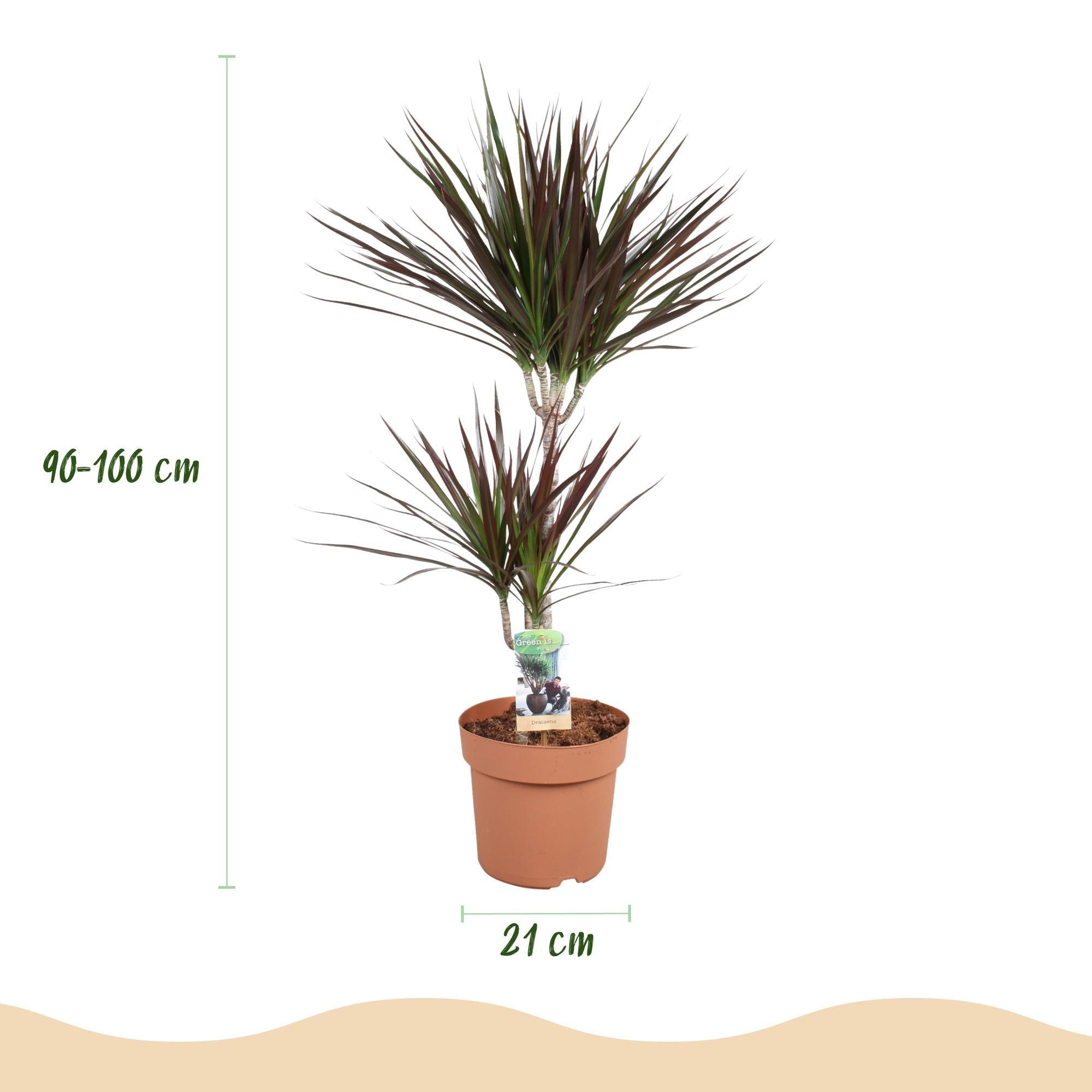 Dracaena Magenta Drachenblutbaum Pflanze mit weißem Topf Ø21cm Höhe 90-100cm Pflegeleicht große Grünpflanze mit roten Akzenten für Zimmer & Büro