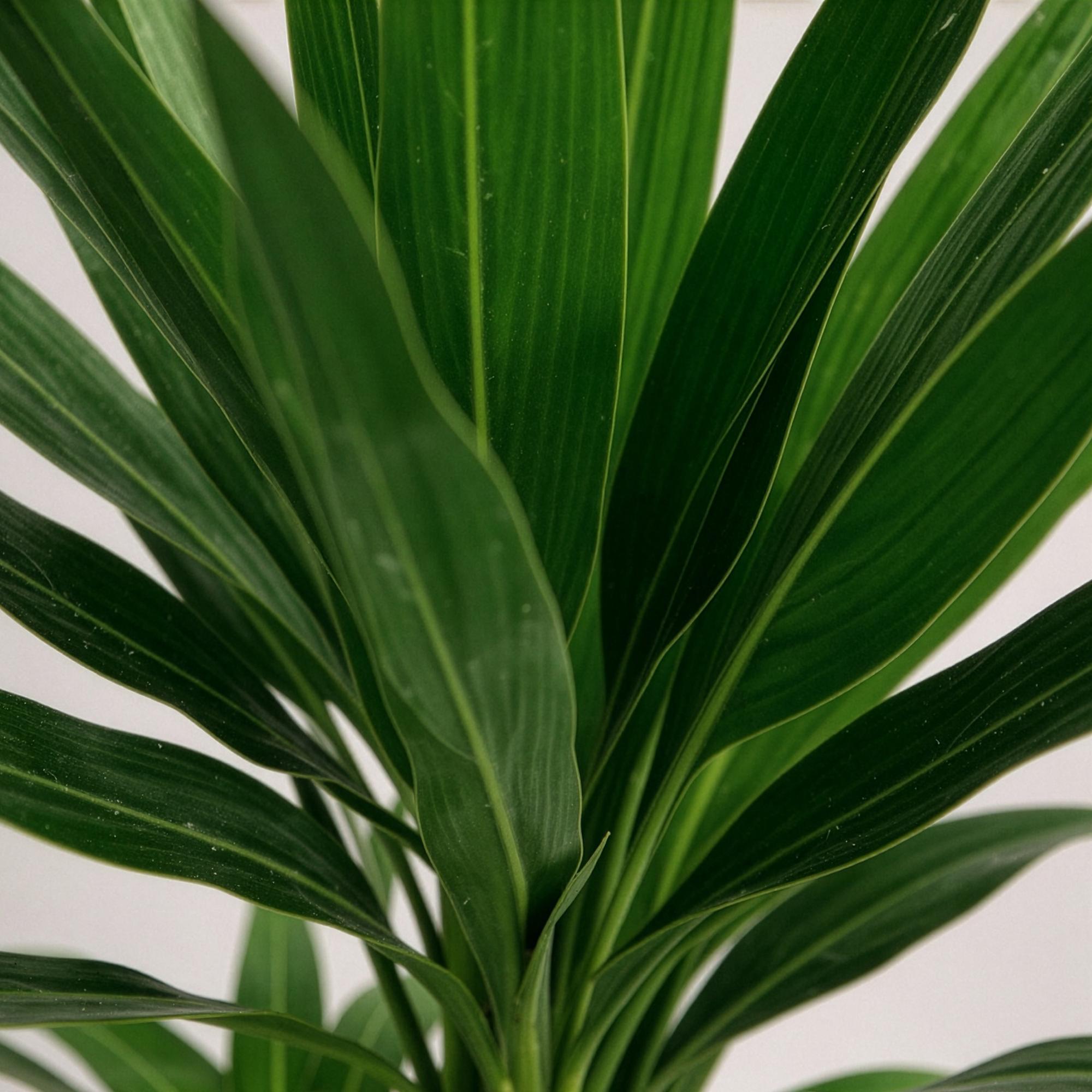 Palmlilie Yucca Elephantipes – 75cm – 17cm – Pflegeleichte Palmlilie mit schmalen, grünen Blättern – Plant