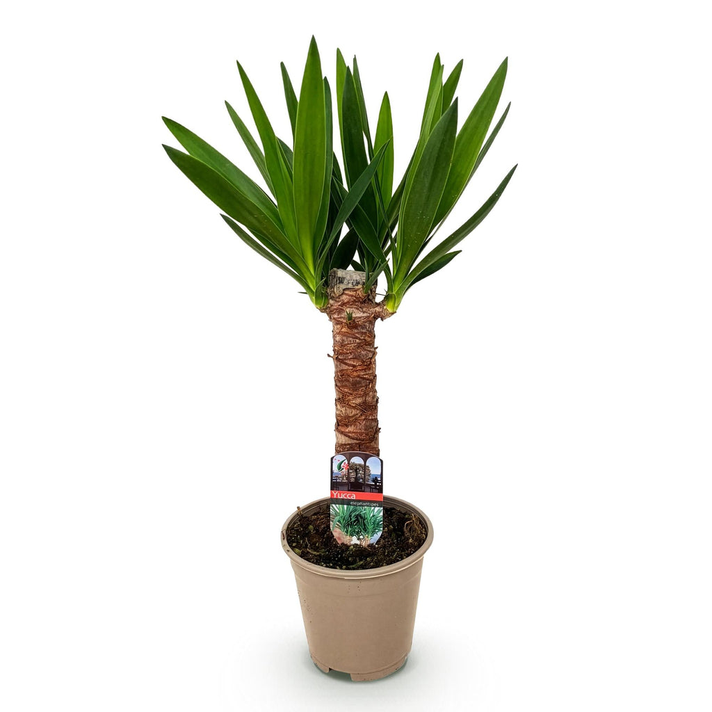 Palmlilie Yucca Elephantipes – 55cm – 14cm – Pflegeleichte Palmlilie mit langen, schmalen Blättern – Plant
