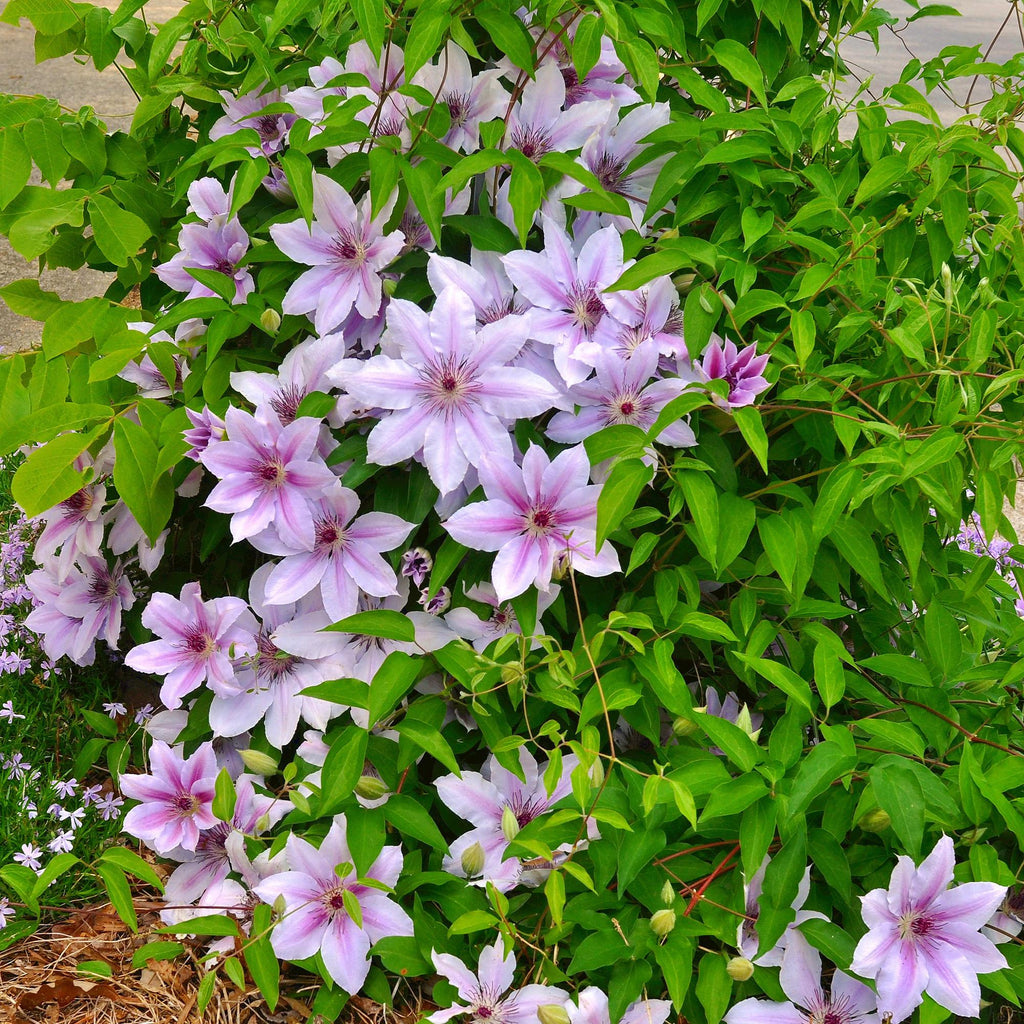 Kletterpflanze Clematis Nelly Moser – Rosa Blüten – Wenig Pflege – 2 Pflanzen – 11cm Höhe 40cm – Für Garten, Balkon & Pergolen – Plant