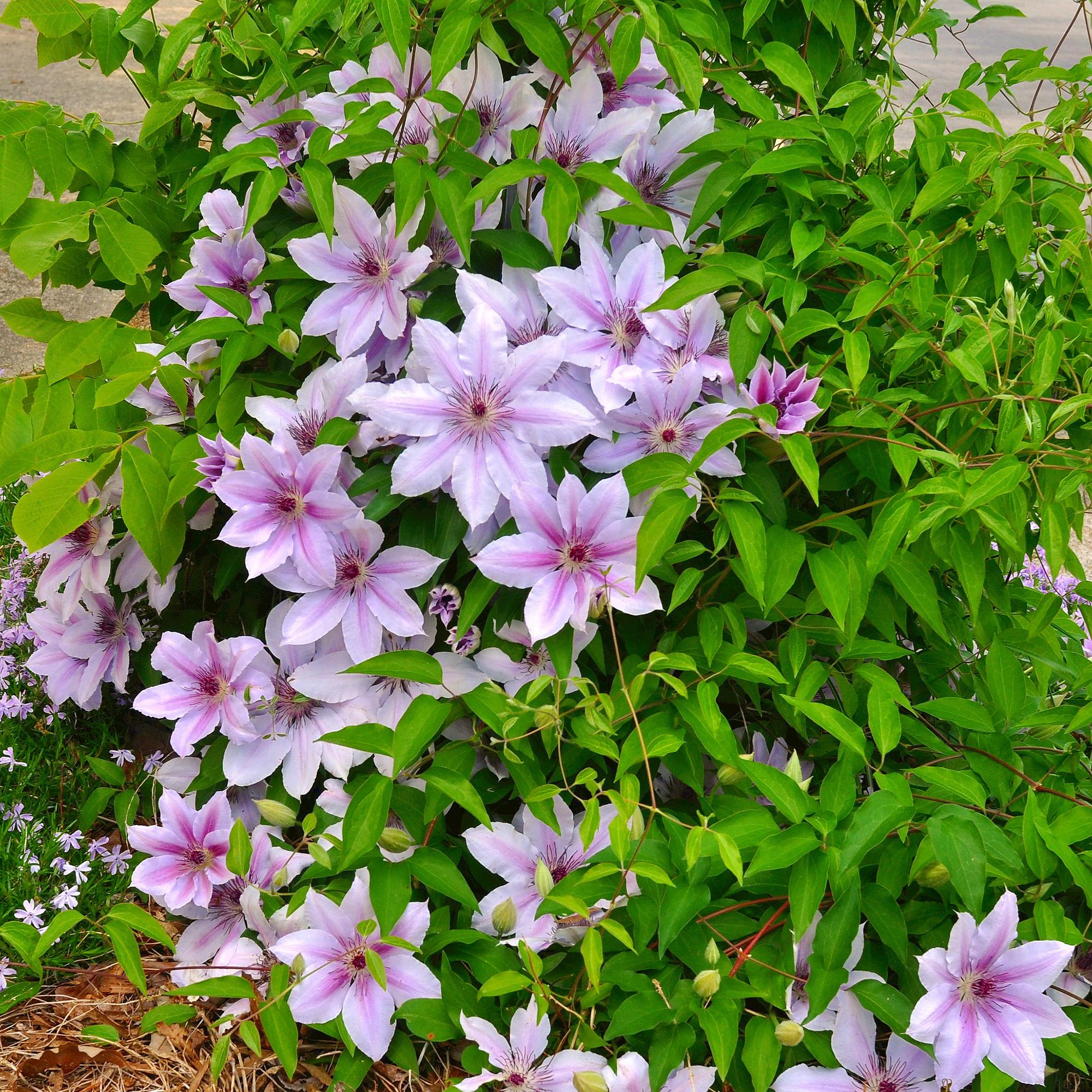 Kletterpflanze Clematis Nelly Moser – Rosa Blüten – Wenig Pflege – 2 Pflanzen – 11cm Höhe 40cm – Für Garten, Balkon & Pergolen – Plant