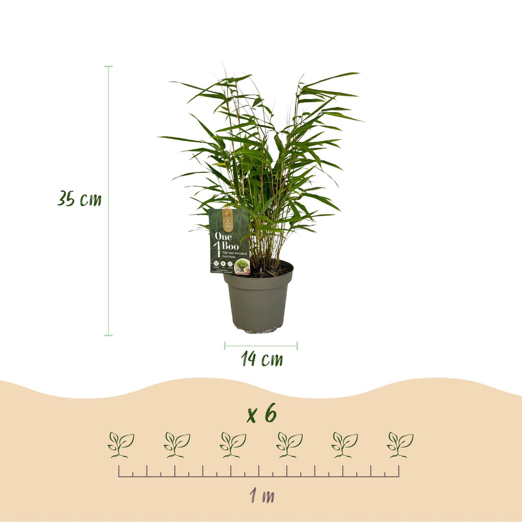 Bambus Fargesia rufa – Immergrün – Grüner Bambus für Hecke, Garten & Terrasse – Ø14cm Höhe ca. 35cm – Plant