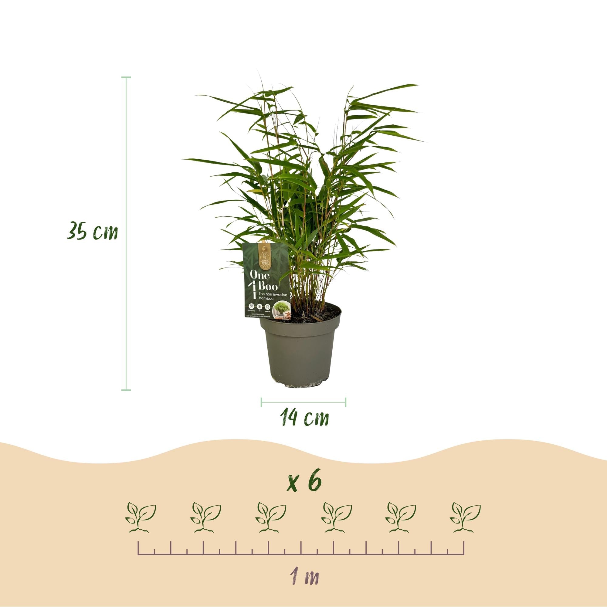 Bambus Fargesia rufa – Immergrün – Grüner Bambus für Hecke, Garten & Terrasse – Ø14cm Höhe ca. 35cm – Plant