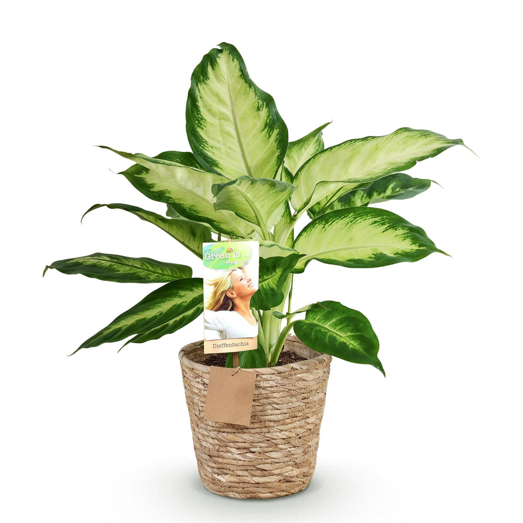 Dieffenbachia Camilla – 45-50cm – 17cm inkl. Naturkorb – Pflegeleichte bunte Zimmerpflanze – Grün – creme gemustertes Blattwerk – Plant