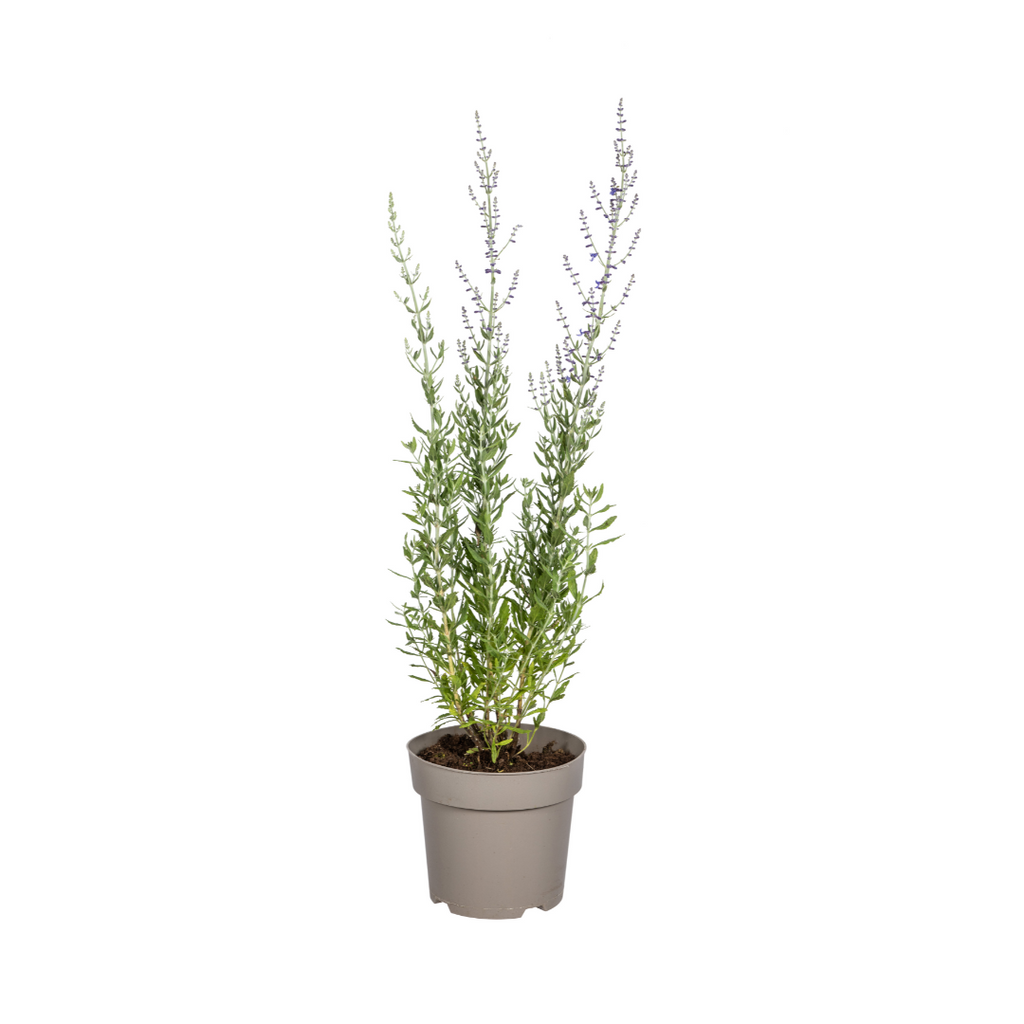 Perovskia atriplicifolia – Blauraute – Ø19cm – ↕50–60cm – Lavendelblaue Blüten – Aromatisches Ziergehölz für sonnige Beete & Steingärten – Plant
