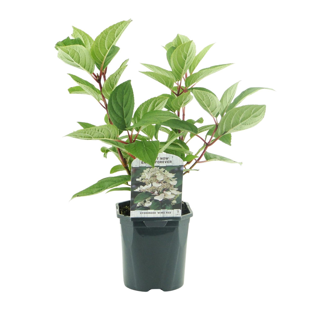 Rispenhortensie – Hydrangea panniculata Wims Red – Blüte Weiß-Rot – Laubabwerfend – Große Blüten – 17cm – Höhe ca. 50cm – Plant
