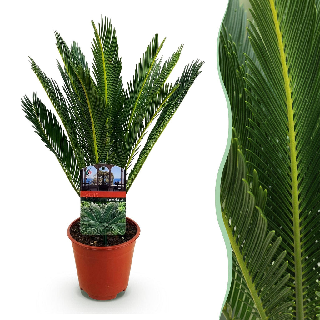 Cycas revoluta Sagopalmfarn – 45cm – 14cm – Pflegeleichte Zimmerpflanze mit fiederartigen Blättern – Exotischer Blickfang für Wohn – & Arbeitsräume – Plant