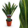 Cycas revoluta Sagopalmfarn – 45cm – 14cm – Pflegeleichte Zimmerpflanze mit fiederartigen Blättern – Exotischer Blickfang für Wohn – & Arbeitsräume – Plant