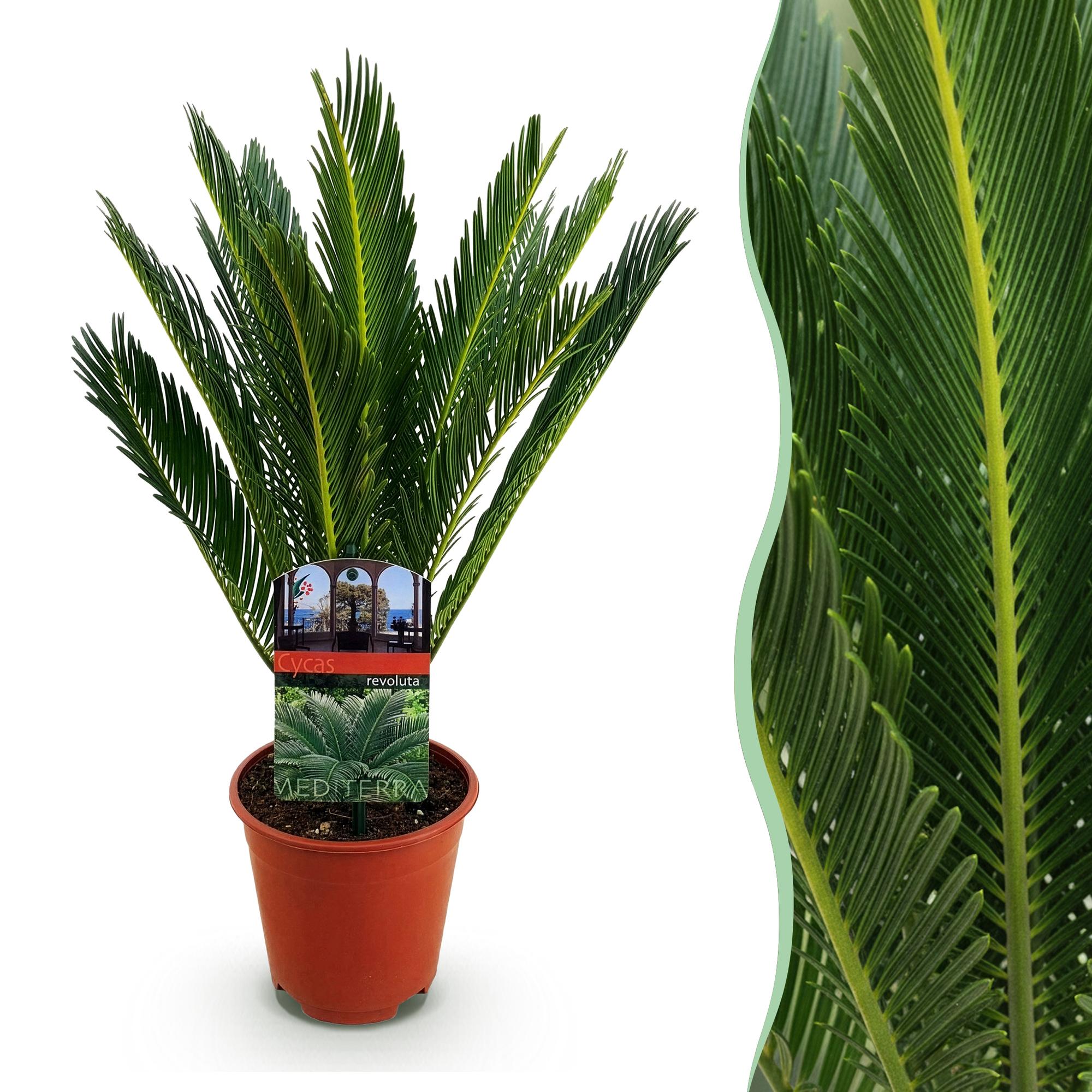 Cycas revoluta Sagopalmfarn – 45cm – 14cm – Pflegeleichte Zimmerpflanze mit fiederartigen Blättern – Exotischer Blickfang für Wohn – & Arbeitsräume – Plant