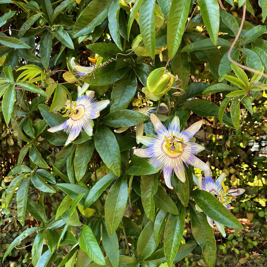 Passionsblume Passiflora caerulea – 2 Pflanzen 11cm – ca. 40cm hoch – Kletterpflanze mit blau – weißen Blüten – Pflegeleicht & winterhart – Plant
