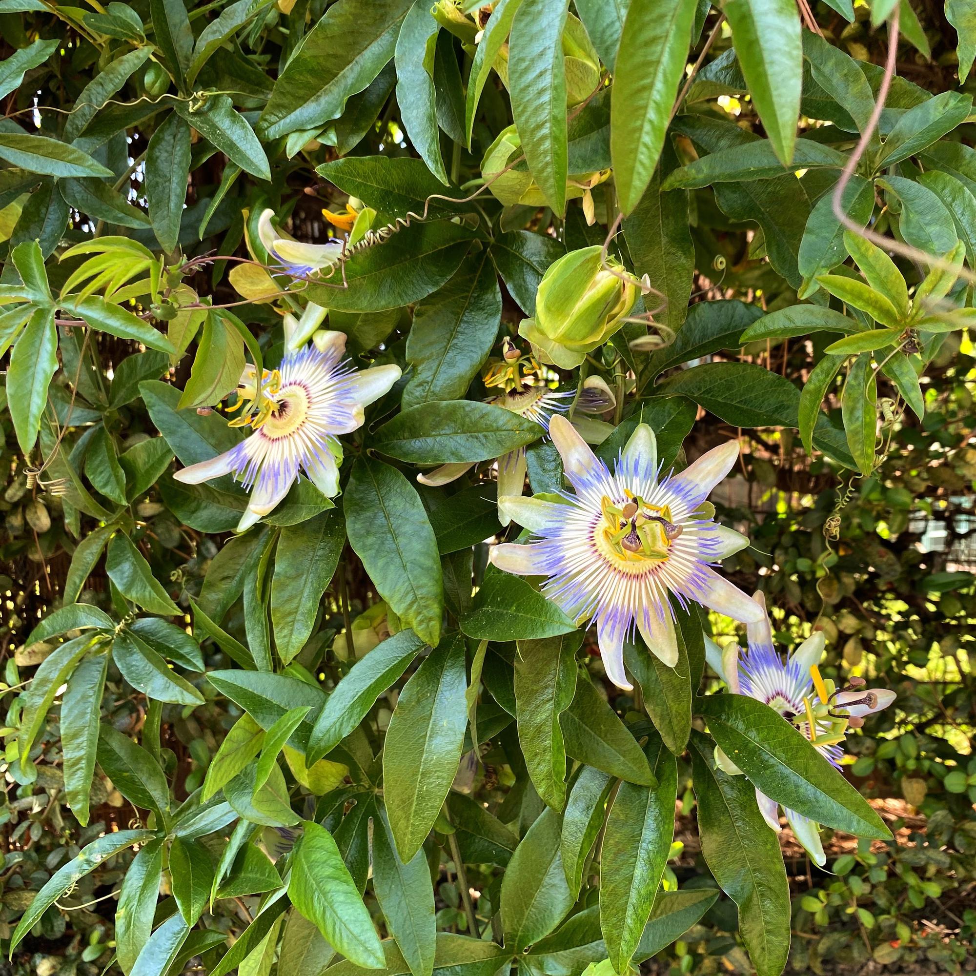 Passionsblume Passiflora caerulea – 2 Pflanzen 11cm – ca. 40cm hoch – Kletterpflanze mit blau – weißen Blüten – Pflegeleicht & winterhart – Plant