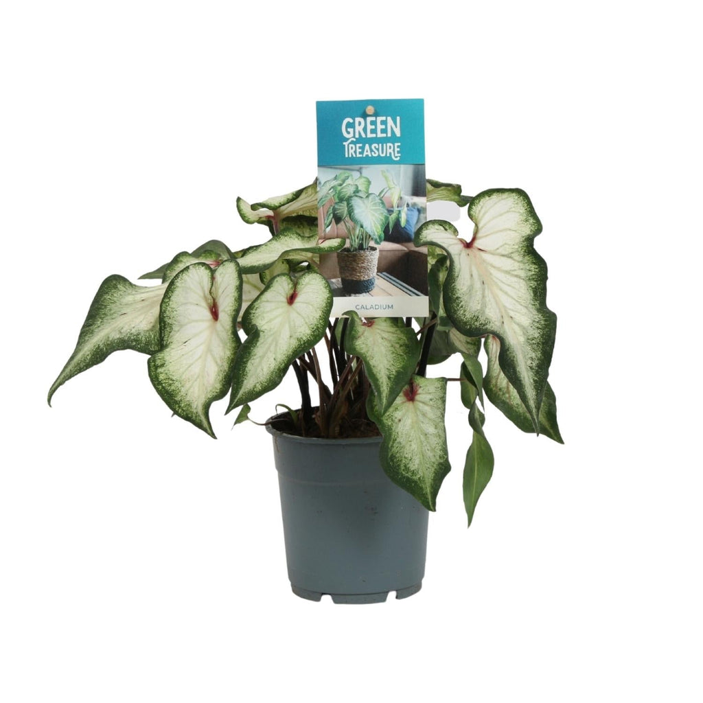 Caladium Weiß – Angel Wings – Ø12cm – ↕25cm – Tropische Zimmerpflanze mit herzförmigen Blättern – Pflegeleicht & dekorativ – Für helle Innenräume – Plant