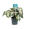 Caladium Weiß – Angel Wings – Ø12cm – ↕25cm – Tropische Zimmerpflanze mit herzförmigen Blättern – Pflegeleicht & dekorativ – Für helle Innenräume – Plant
