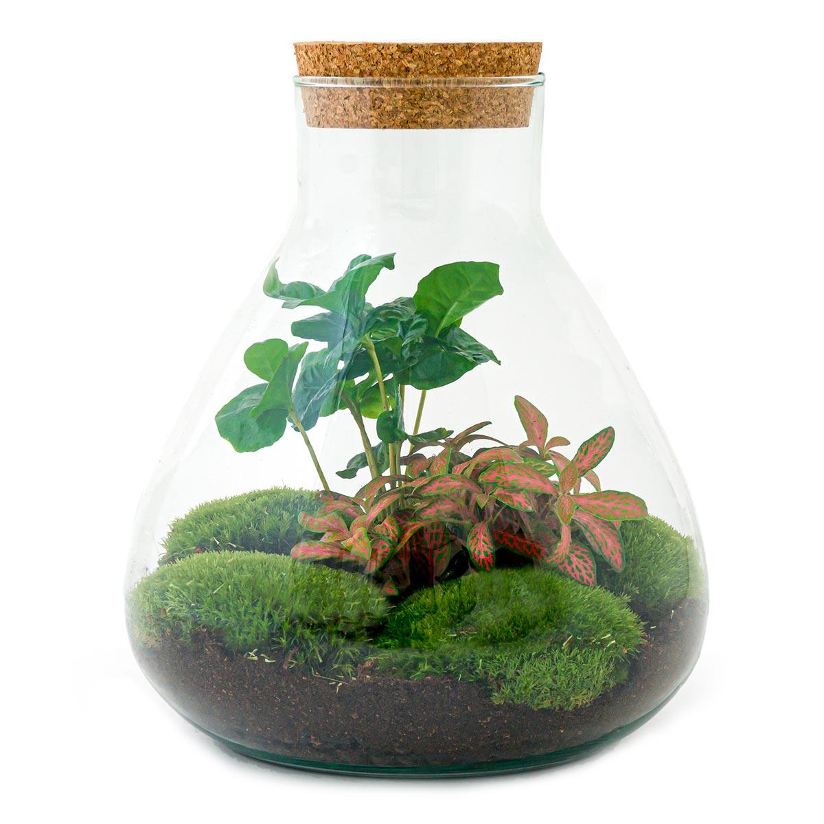 Flaschengarten Sammie Coffea – DIY Bausatz Terrarium – ↕26cm – Do It Yourself Pflanzen – Set mit Korkdeckel – Autarkes Mini – Ökosystem – Plant