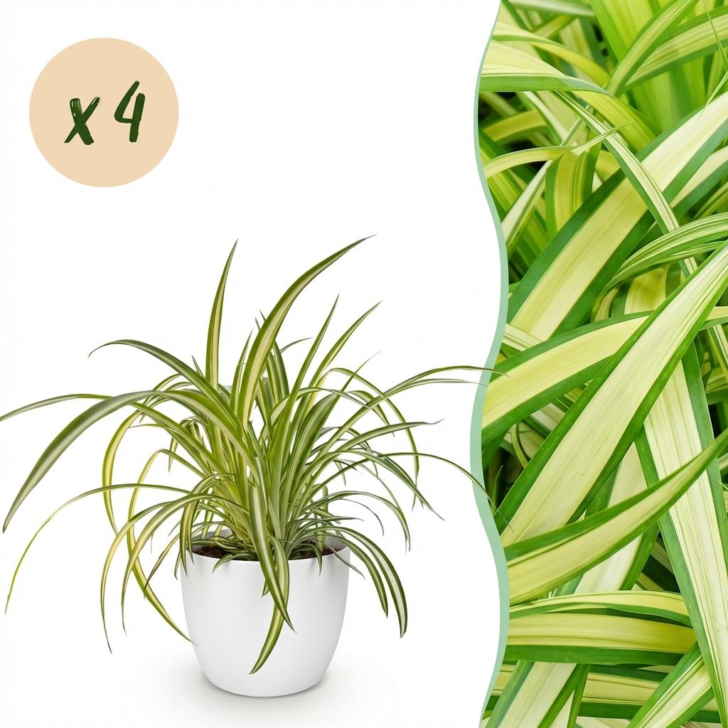 Chlorophytum comosum Variegatum 4er Set Pflanzen Mit Weißem Topf Ø12cm Höhe ca.20cm Bunte Graslilie Haustierfreundlich Luftreinigend Für Zimmer