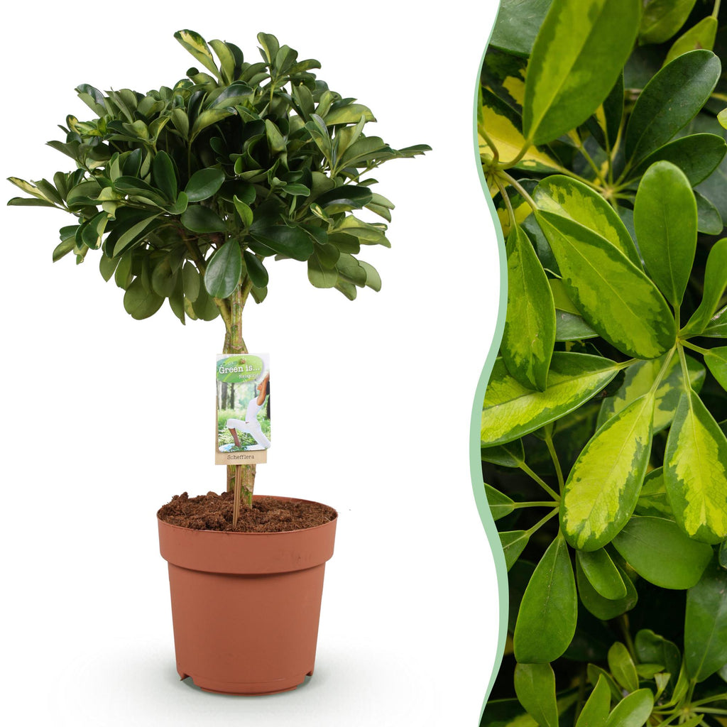 Schefflera Gold Capella – 70-81cm – 21cm – Pflegeleichter Fingerbaum in Grün – Gold – Große luftreinigende Zimmerpflanze für Wohn – & Arbeitsräume – Plant