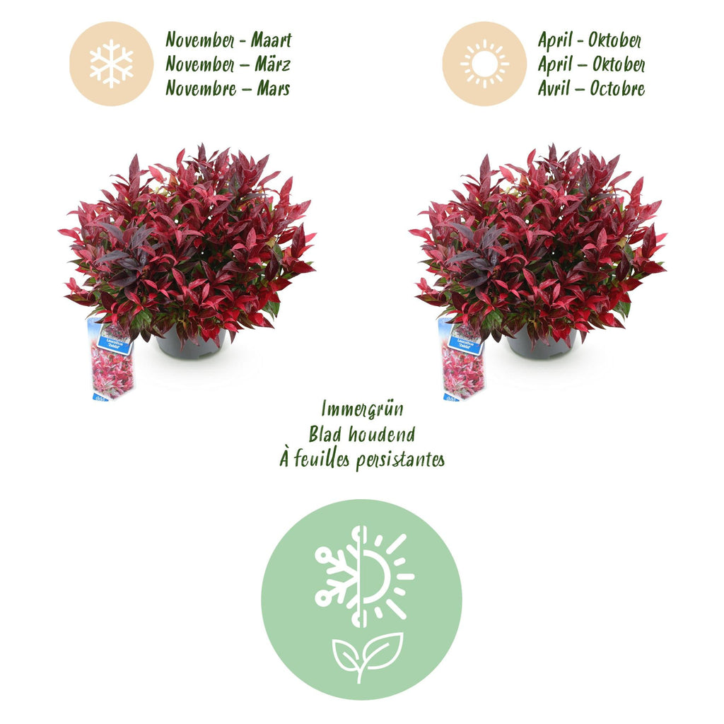 Traubenheide Leucothoe Zeblid – 17cm Höhe ca.45cm – Immergrün & farbintensiv – Rotes Laub – Pflegeleichter dekorativer Zierstrauch – Plant