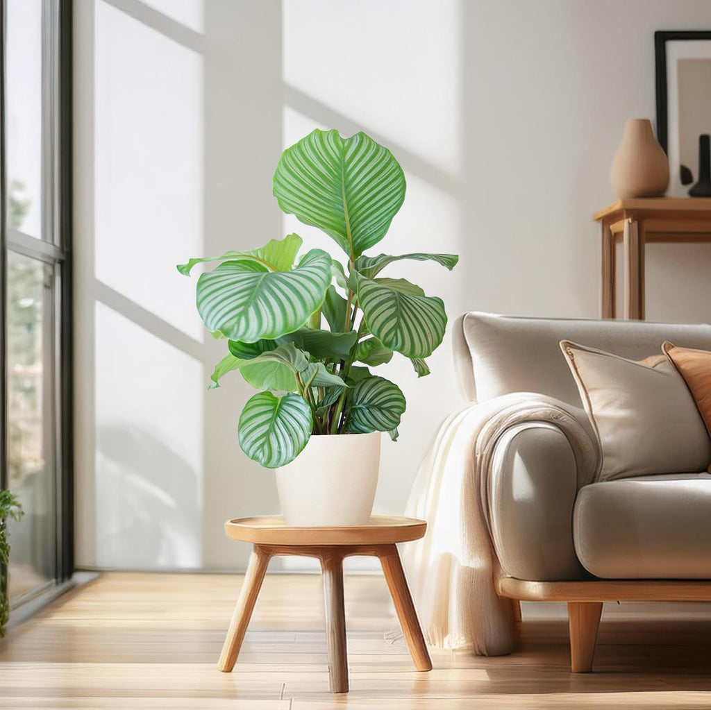 Korbmarante Calathea Orbifolia – Zimmerpflanze 65cm – Ø21cm – Luftreinigend – Inklusive biologisch abbaubarem Viber – Topf Weiß – Plant