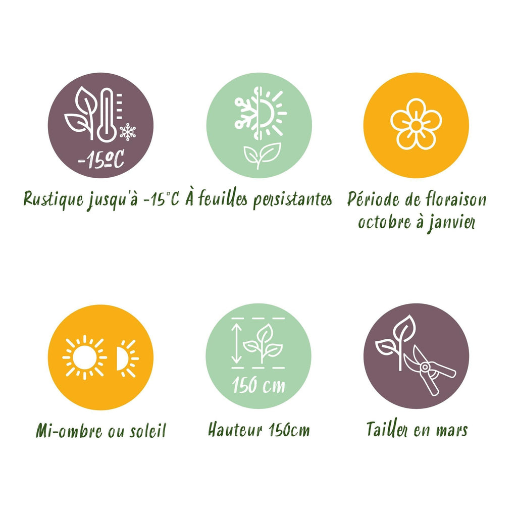 Laurus nobilis Stamm – Pflanze – Immergrüner Lorbeerbaum – Pflegeleicht – Ø19cm – Höhe ca. 90cm – Mediterranes Flair für Terrasse & Balkon – Plant