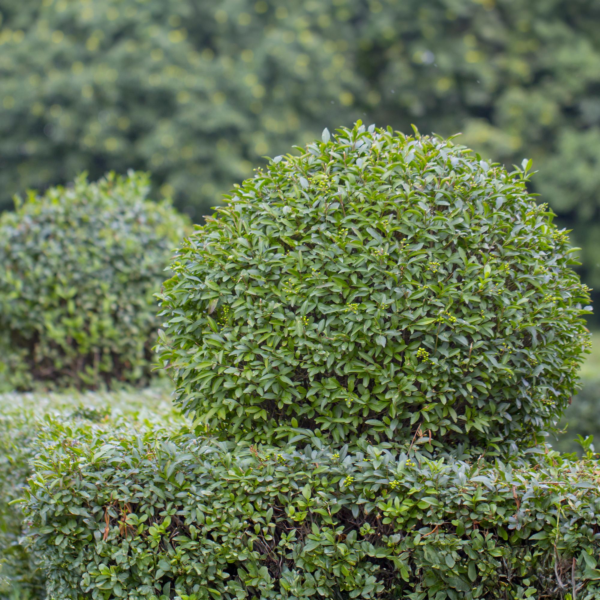 Ovalblättriger Liguster Ligustrum ovalifolium – Immergrün – Heckenpflanze – Blatt Grün – 6 Pflanzen – 1m laufend – Pflegeleicht – 17cm Höhe 55cm – Plant