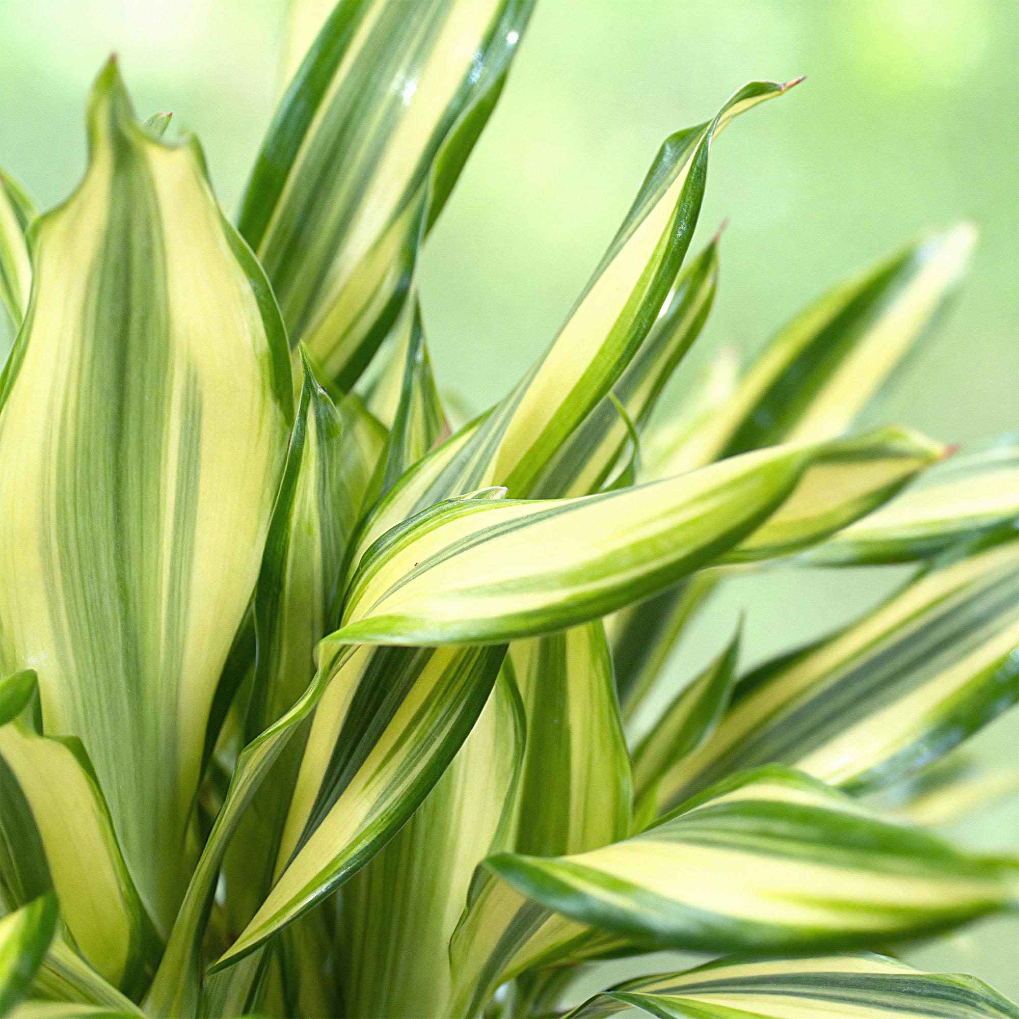 Dracaena fragrans Diamond Dream – Drachenbaum – 17cm – Höhe 50-55cm – Pflegeleichte buntlaubige Zimmerpflanze für Wohnräume und Büro – Plant