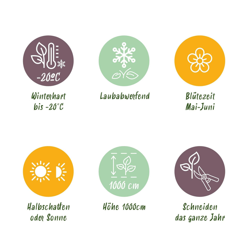 Selbstklimmender Mauerwein Parthenocissus Engelmannii – Kletterpflanze mit grünen & roten Blättern – 2 Pflanzen – 11cm x H40cm – Pflegeleicht – Plant