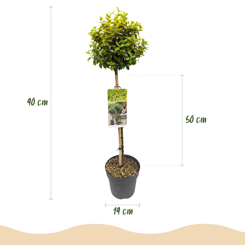 Euonymus fortunei 'Emerald 'n Gold' – Immergrüne Stamm – Pflanze – grün – goldenes Laub – pflegeleicht & kompakt – Terrassen – & Gartenpflanze – Plant