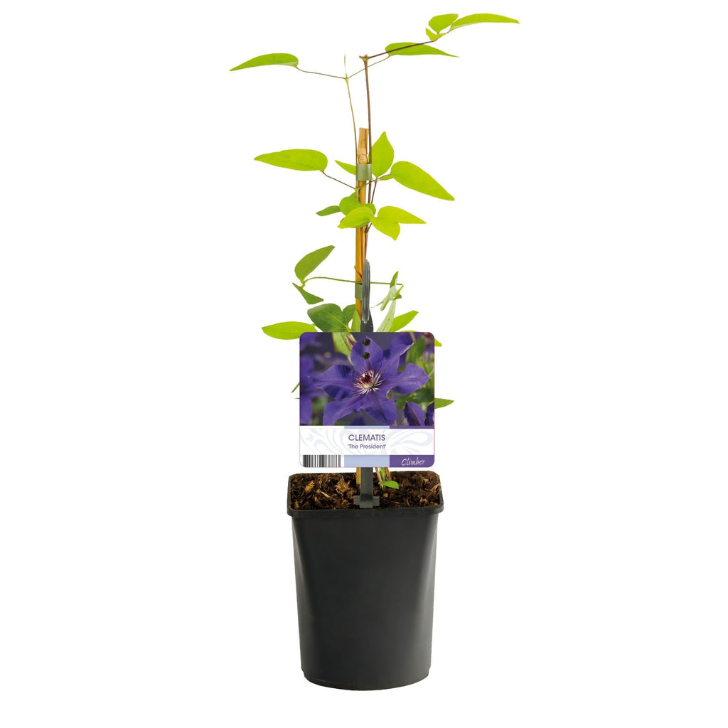 Kletterpflanze Clematis The President – Rosa Blüten – 2 Pflanzen – 11cm x H40cm – Bis 3m – Pflegeleicht – Ideal für Garten, Balkon & Pergola – Plant